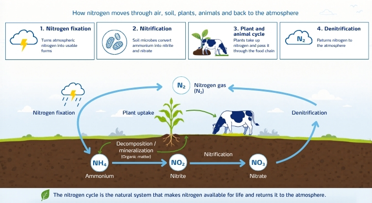 Nitrogen Cycle